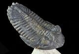 Beautiful Hollardops & Austerops Trilobite Association #67894-4